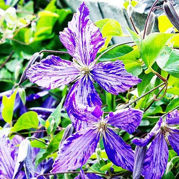 Клематис Тай Дай: особенности, характеристики, выращивание, отзывы - садовый сайт